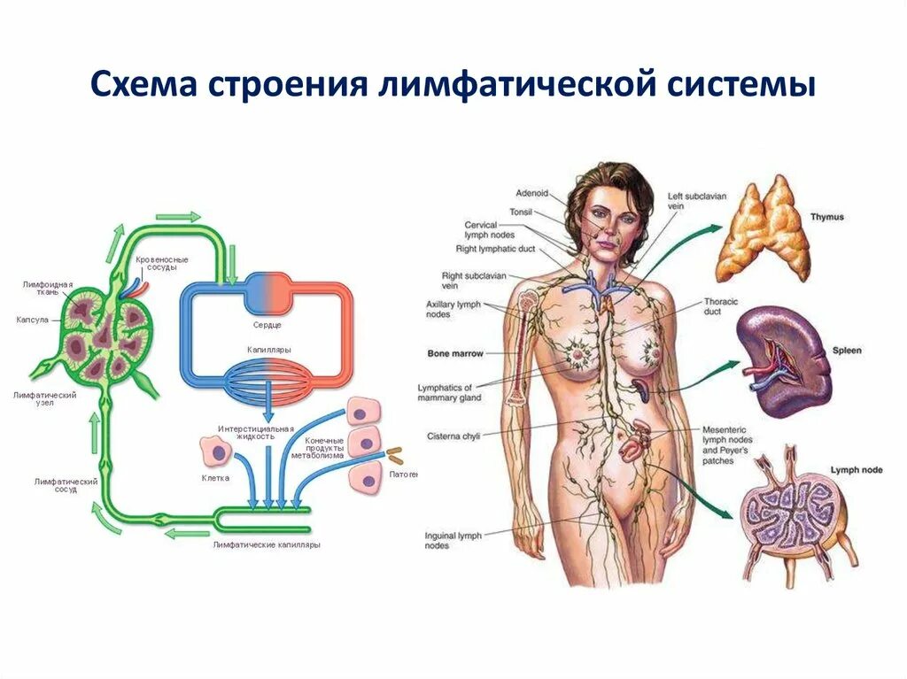 Лимфоотток в организме. Схема строения лимфоидной системы человека. Лимфатическая система схема. Схема работы лимфатической системы. Лимфатическая система анатомия схема движения лимфы.