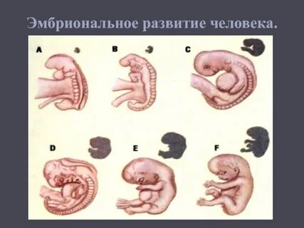 Стадии развития зародыша кратко