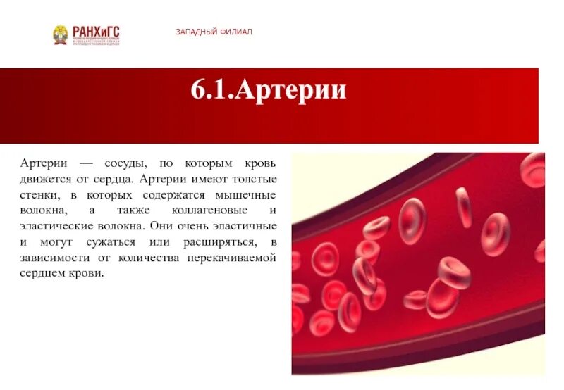 Артерии сосуды по которым кровь движется. Сосуд по которому кровь движется от сердца артерия. Артерии сосуды по которым кровь движется к сердцу. Кровь в сосудах движется под высоким давлением