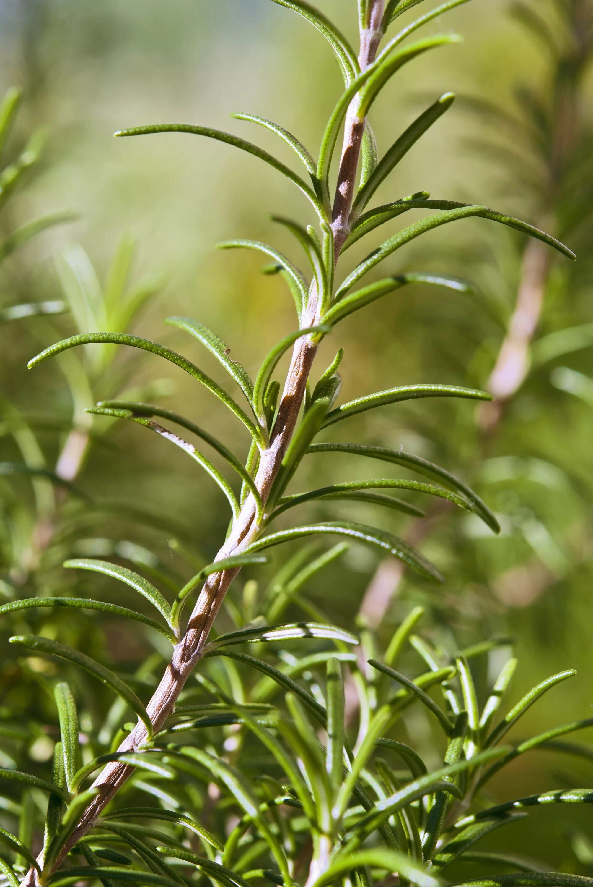 Rosmarinus officinalis. Розмарин лекарственный. Розмарин растение. Хвойный розмарин.