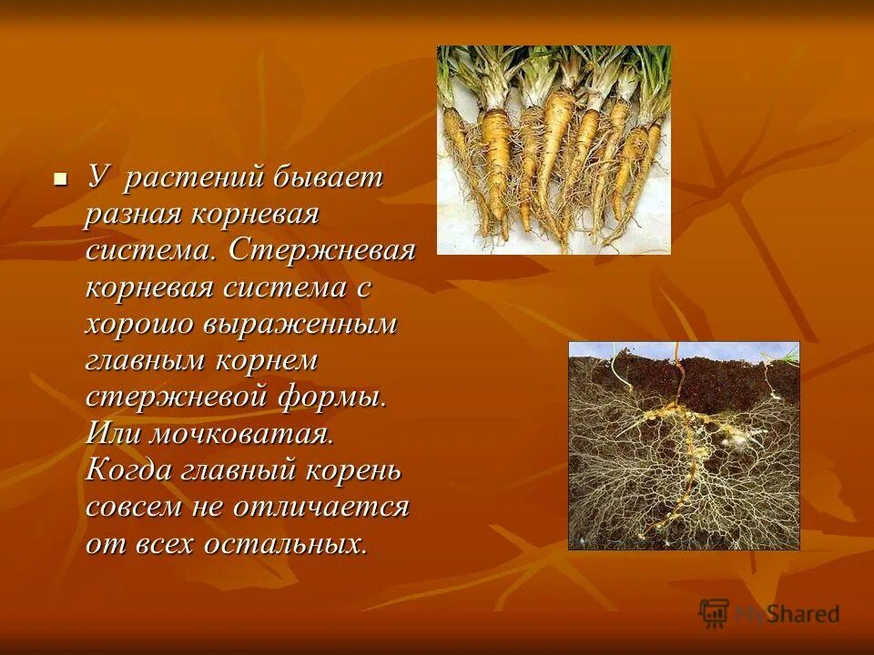 Алтайский лечебный корень. Совсем корень. Корнёвка женьшень. Красивые корни растений. Корневище тифониума.