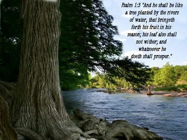 Диллон марш. Be like a tree. Зонтичная чаталовка для деревьев. Дерево зеленое. The the tree.