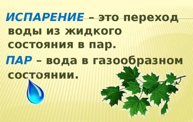 Испарение воды листьями листопад. Испарение воды растениями листопад. Презентация испарение воды листьями, листопад. Что такое испарение листа в биологии. Зачем листьям вода