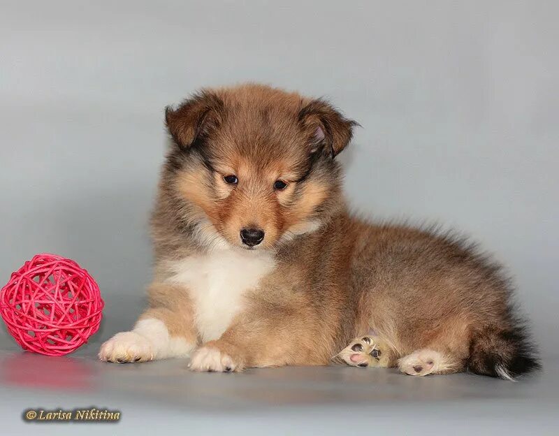 Папильон купить в нижнем новгороде щенка. Щенки нижний. Щенок мальчик и девочка. Щенки 11 шт. Щенки нижний.