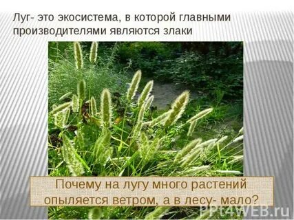 Экосистема луга 3