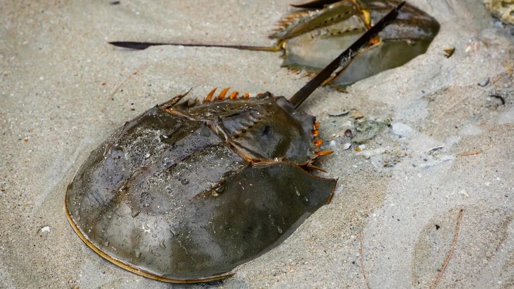 Мечехвост ареал. Мечехвост анатомия. мечехвост limulus polyphemus. атлантический мечехвост. черноморский скат мечехвост.