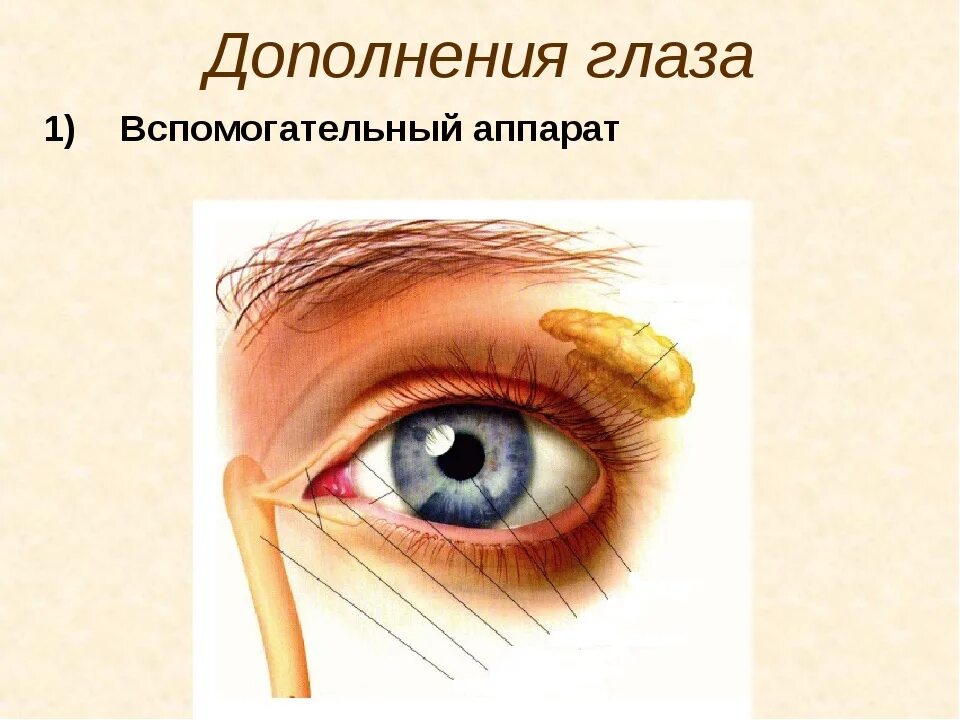 Структуры вспомогательного аппарата глаза и их функции. Вспомогательный аппарат глаза. вспомогательный аппарат органа зрения. функции вспомогательного аппарата глаза. вспомогательный аппарат глаза офтальмология.