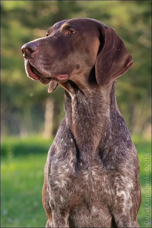 собака делает при обнаружении дичи. маленький курцхаар. собака на охоте. охотничий лабрадор. охотничья собака венгерская выжла.
