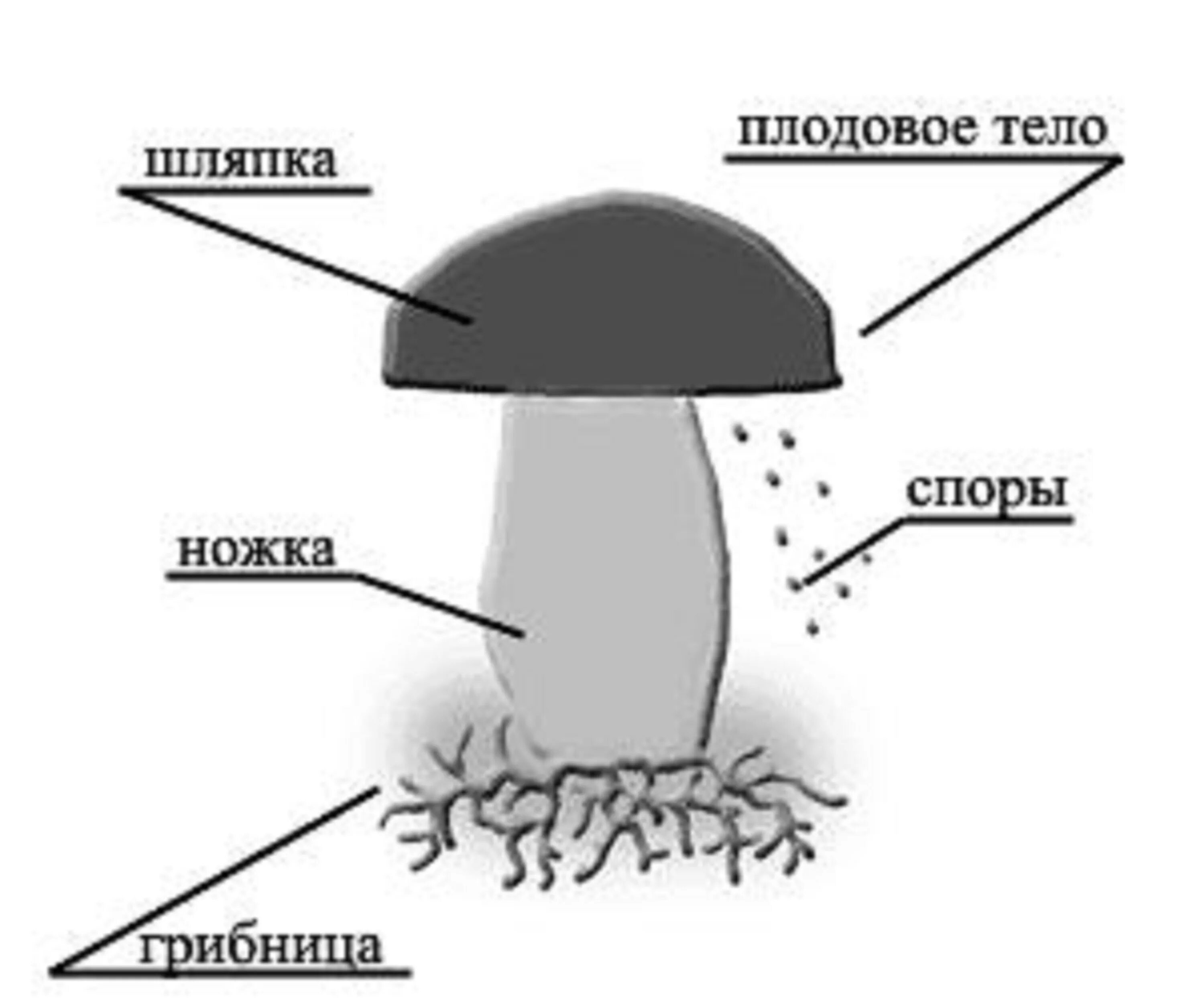 Нарисуй строение гриба и подпиши его. Схема шляпочного гриба 3 класс. строение гриба 3 класс окружающий мир. рисунок схема шляпочного гриба. название частей шляпочного гриба.