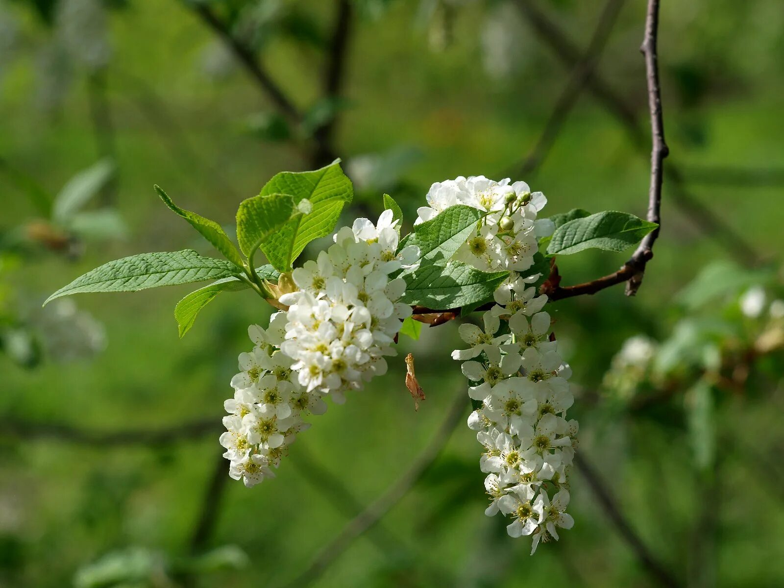 Почему черемуха ты со мной была. Черемуха цветет примета. Стихотворение черемуха. Если зацвела черемуха примета. Почему черемуха ты со мной была.