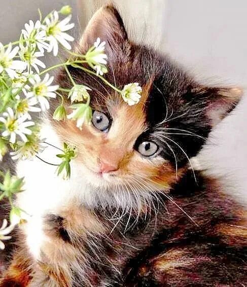 Pin by Nnevicana on Доброе утро Animals, Logo design, Cats
