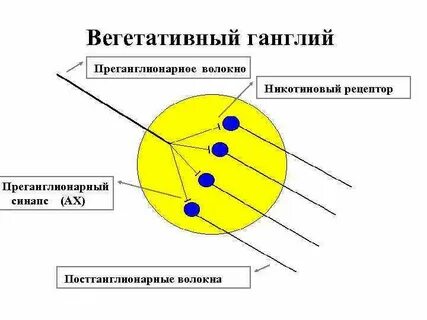 Вегетативные ганглии это
