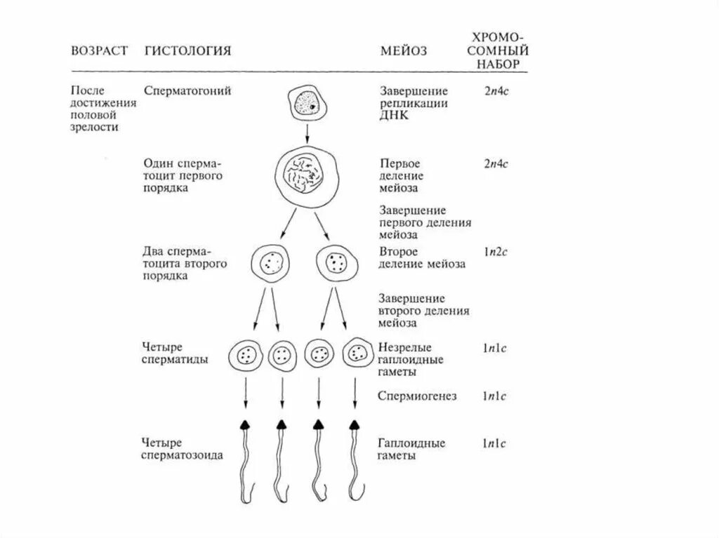 Схема овогенеза гистология. Схема сперматогенеза гистология. Сперматогенез, схема с хромосомным набором. Стадии сперматогенеза гистология. Б образуются направительные клетки