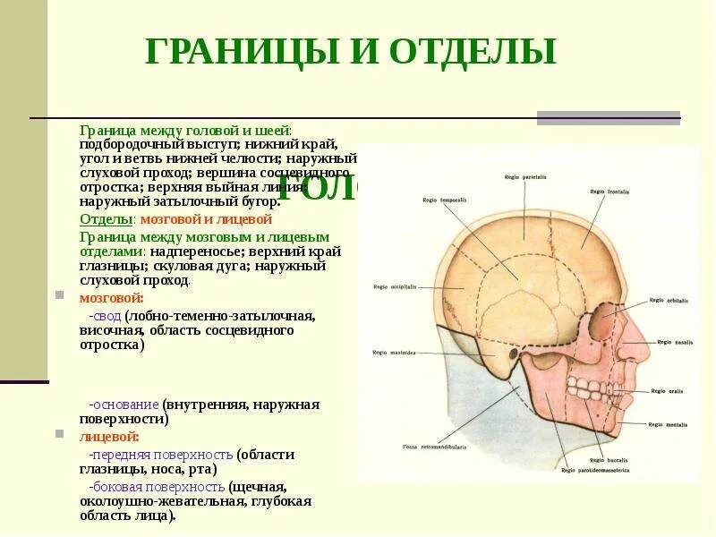 Румяна на нижней челюсти лица. Боковая поверхность лица. Схема операции вскрытия флегмоны поднижнечелюстного пространства. Боковая поверхность лица. Боковая поверхность лица.