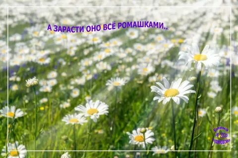 Сплошь зарасти