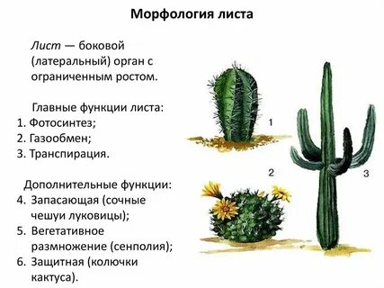 Морфологическое описание листа