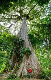 These are tall trees
