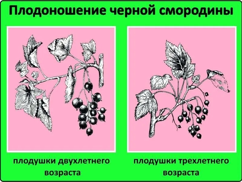 Что такое плодоношение. Плодоношение черной смородины. строение смородины. плодоношение красной смородины. смородина плодоношение схема.