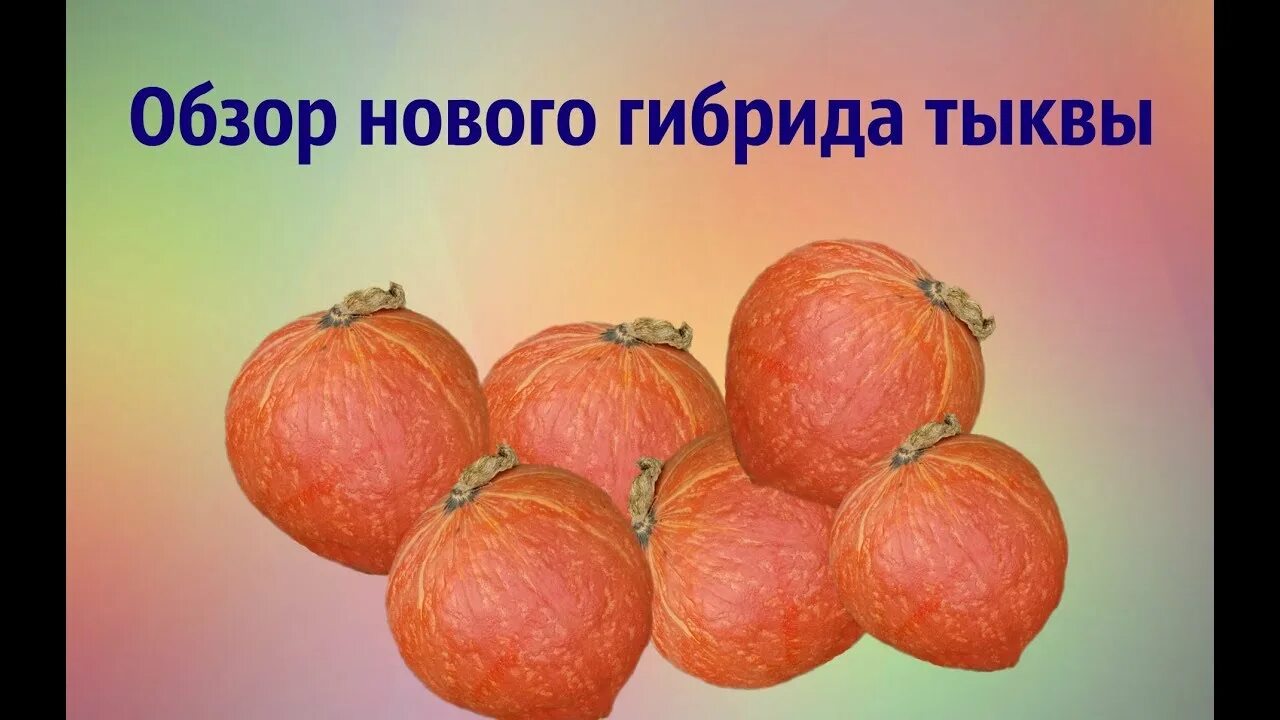 Как сделать гибрид тыквы