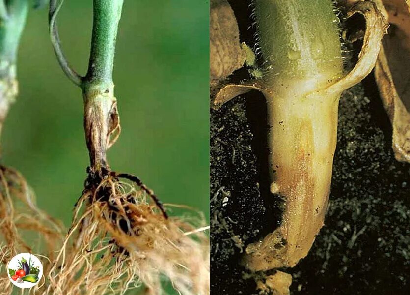 Корни образования горькие но плоды сладкие. Фузариум корневые гнили. Фузариозная гниль пионов. Прикорневая гниль огурца. Склероциальная гниль тюльпанов.