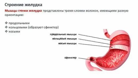 Желудок у каких червей