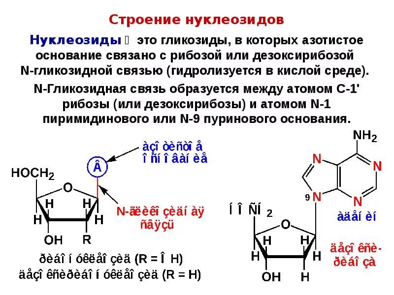 Отличие нуклеотида от нуклеозида. Нуклеиновые основания, нуклеозиды, нуклеотиды: понятие. Номенклатура и гидролиз нуклеозидов. Изомерные нуклеозиды. Нуклеотид вируса