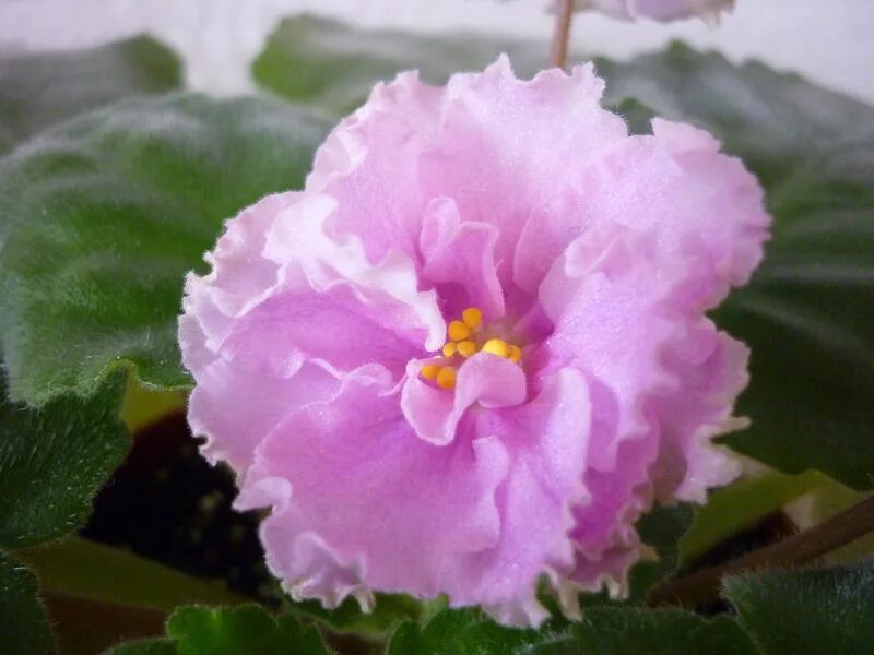 Сорт фиалки ваше величество. Макуни). Сенполия ваше величество. Сорт фиалки ваше величество. Фиалка капитан грей.