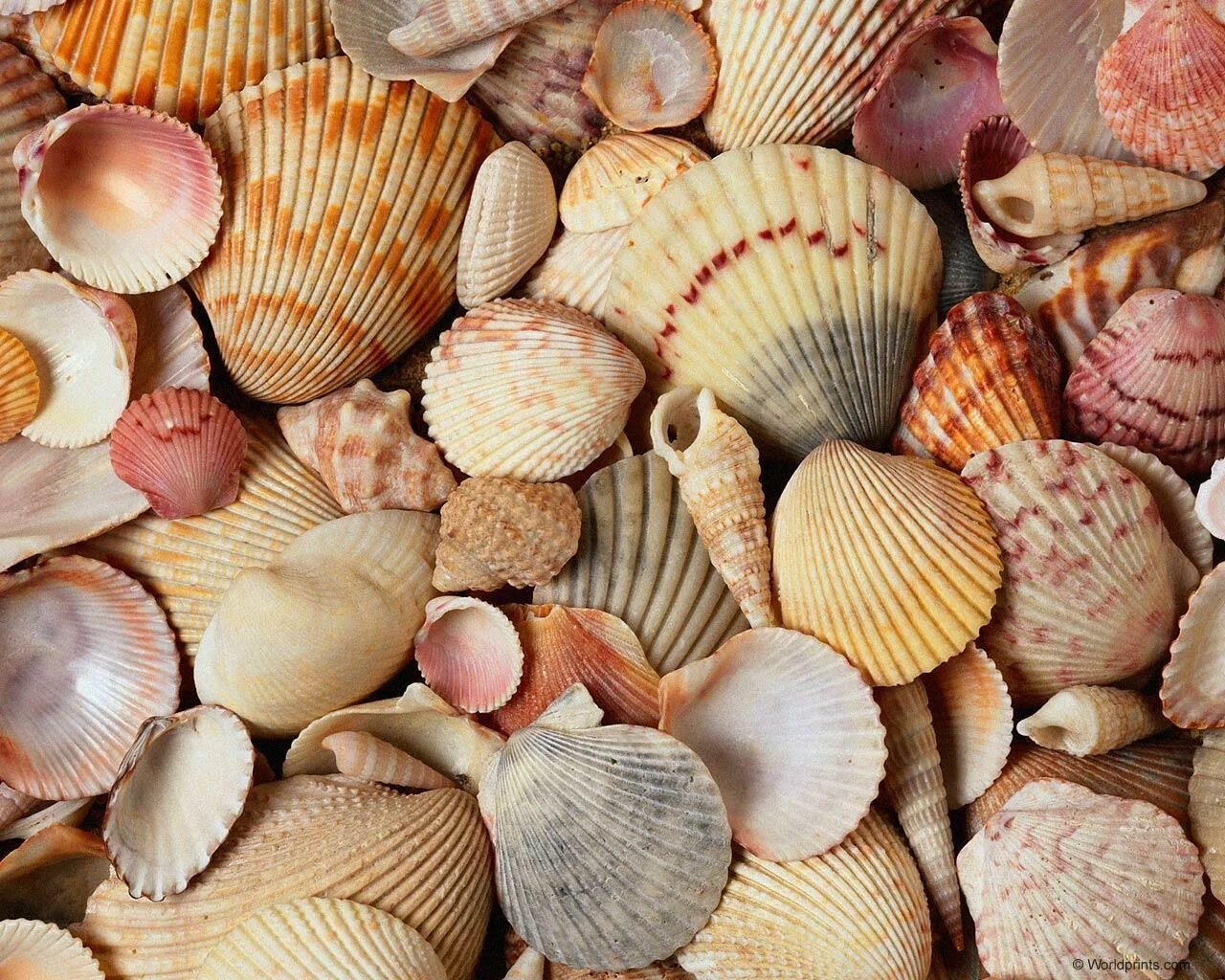 Sea shell