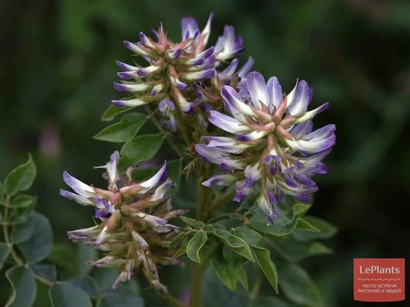 Солодка Уральская (Glycyrrhiza uralensis). Солодка Уральская — Glycyrrhiza uralensis Fisch.. Лакрица Солодка растение. Glycyrrhiza uralensis корни. Лакрица растение