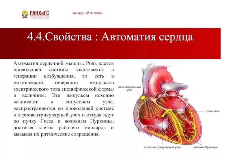 Автоматия мышц. Проводящая система сердца. автоматия сердца.. автоматия сердечной мышцы проводящая система. автоматия сердечной мышцы физиология. автомогия сердечной мышцы.