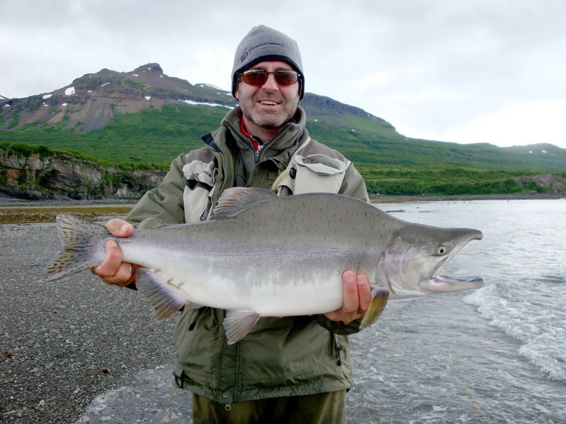 Кетов камчатка. Чавыча охотское море. горбуша камчатка. горбуша живая. рыбалка на горбушу.