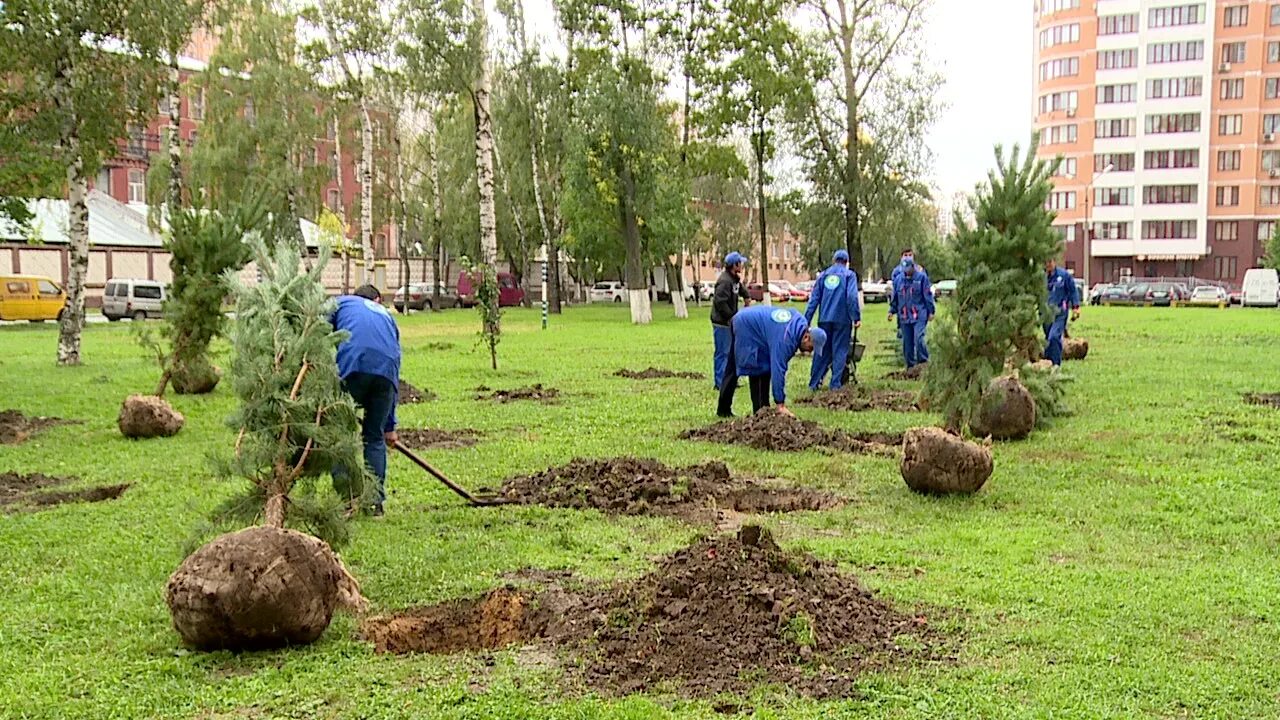 Посадил деревья и кусты и. Посадка деревьев Озеленение. Озеленение территории посадка деревьев. Посадка зеленых насаждений. Высадка деревьев в городе.