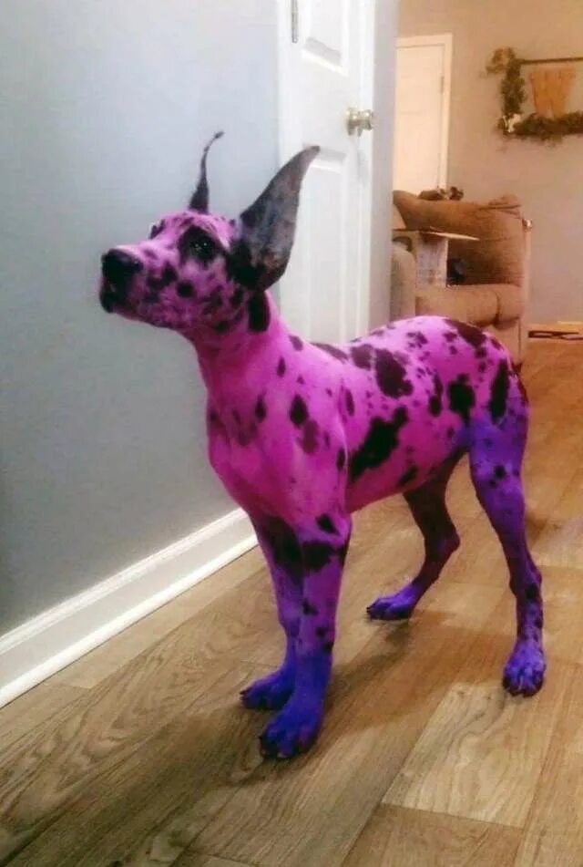Почему собаки розовые. Крашеные собаки. Окрашивание собак. Креативное окрашивание собак. Розовая собака.