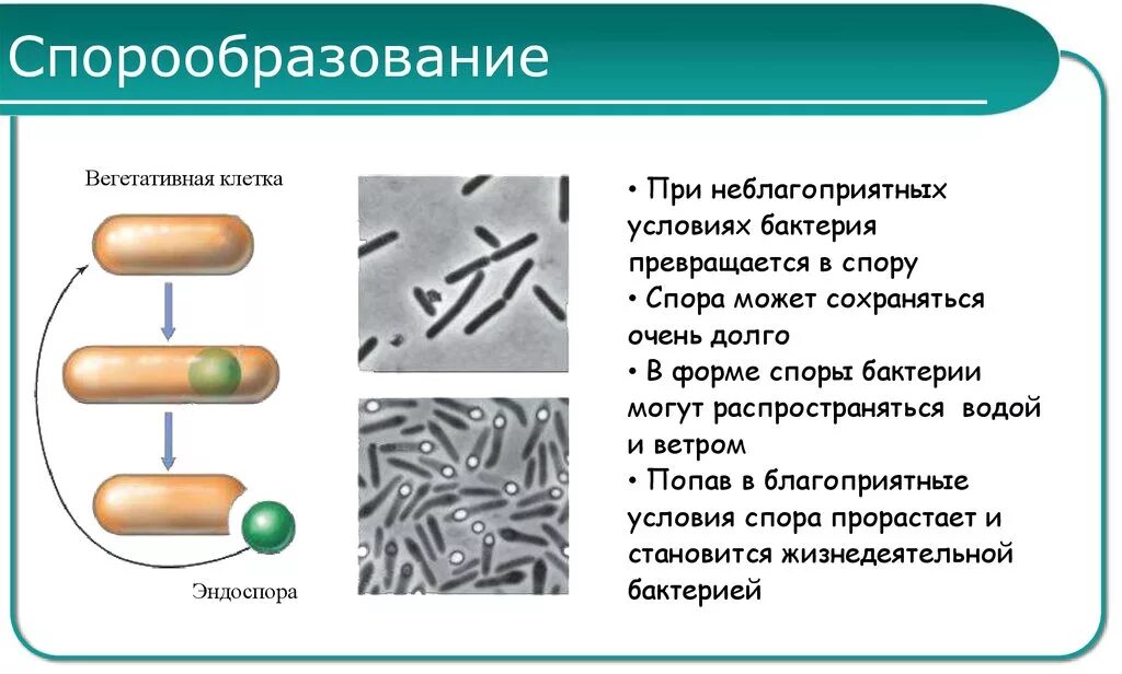 Образование спор у бактерий. Образование спор у бактерий 5 класс биология. Споры бактерий 5 класс биология. Процесс спорообразования у бактерий схема. Споры бактерий 5 класс