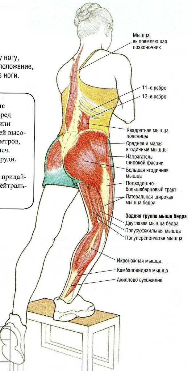 Ягодичные мышцы анатомия строение. Большая средняя и малая ягодичные мышцы. Упражнения на среднюю ягодичную мышцу. Средняя ягодичная мышца анатомия. Поясница бедра