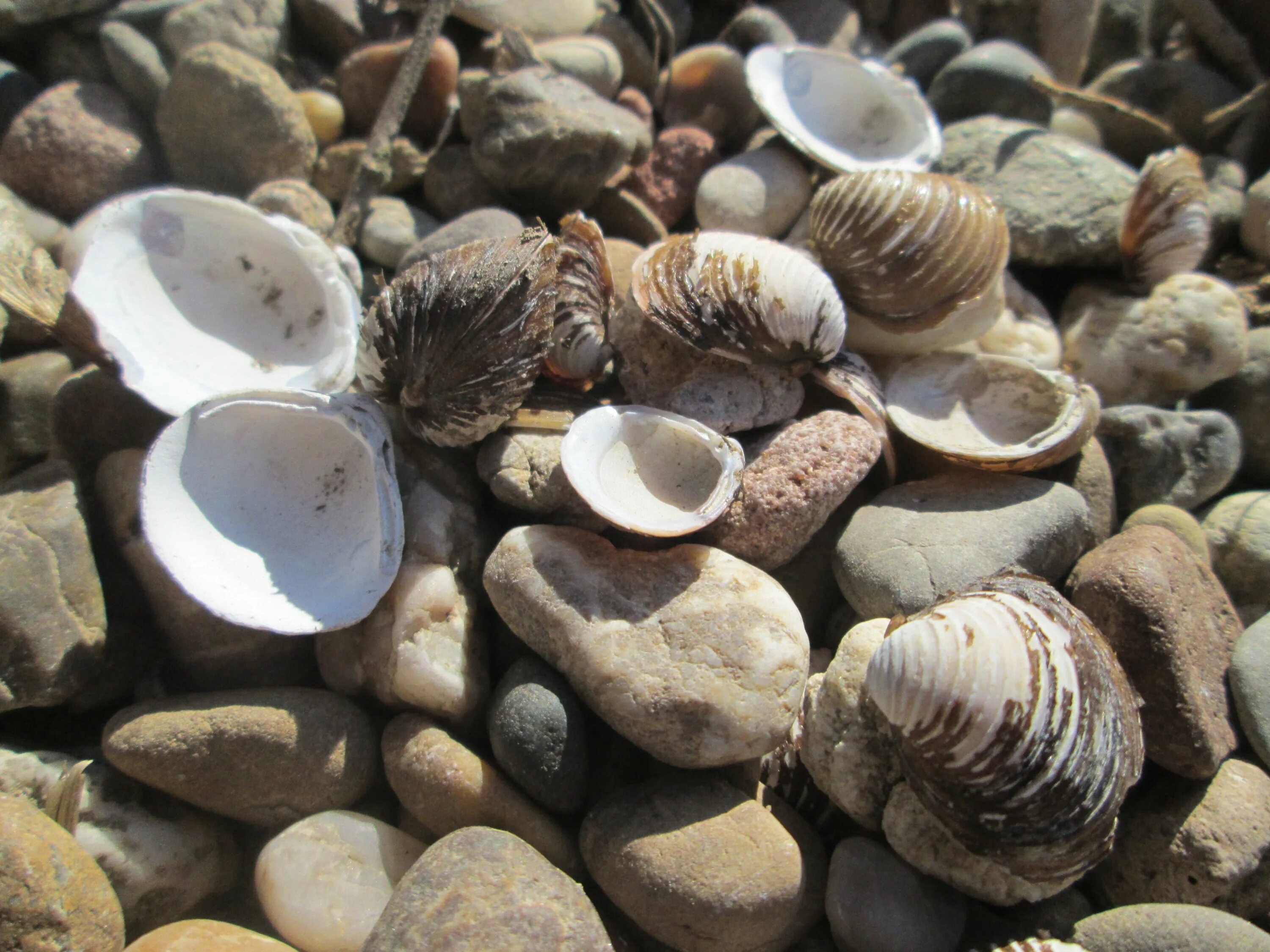 Моллюск жемчужница устрицы морская. Моллюск жемчужница устрицы морская. Мидии устрицы жемчужницы. Литодомы. Литодомы моллюски.