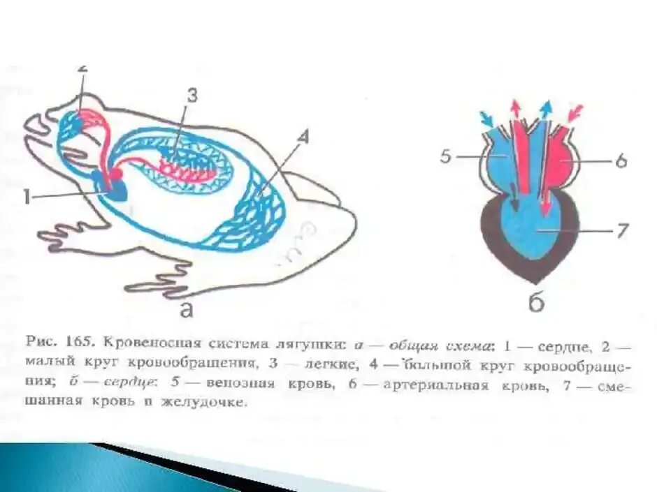 Кровеносная система лягушки 7 класс. Схема кровеносной системы лягушки. Строение сердца и кровеносной системы лягушки. Кровеносная система лягушки 7 класс биология. Сердце амфибий круги кровообращения