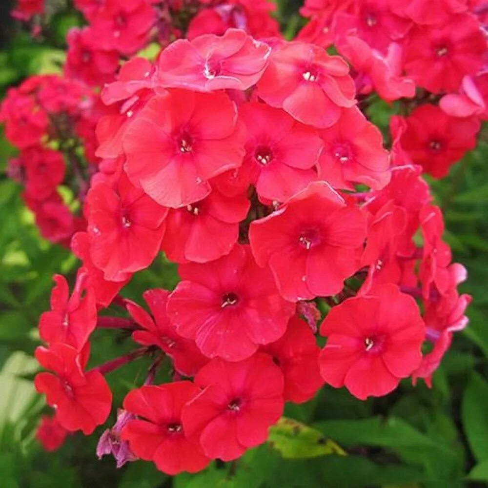 Флокс ред райдинг худ. Флокс метельчатый ред. флокс метельчатый &#039;flame red&#039;. флокс метельчатый red riding hood. флокс метельчатый ред карибиан.
