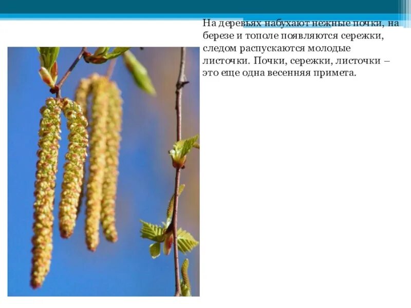 Как опыляется ольха