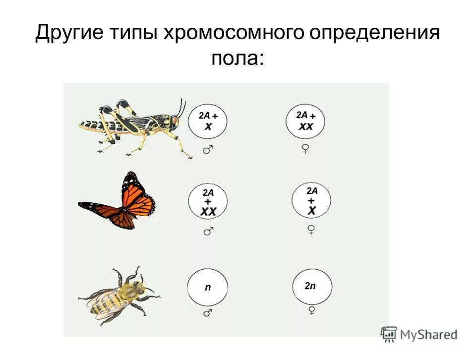 Формирование пола. Формирование пола у животных и человека. Формирование пола у животных и человека. Типы хромосомного определения пола. Формирование пола у животных и человека.