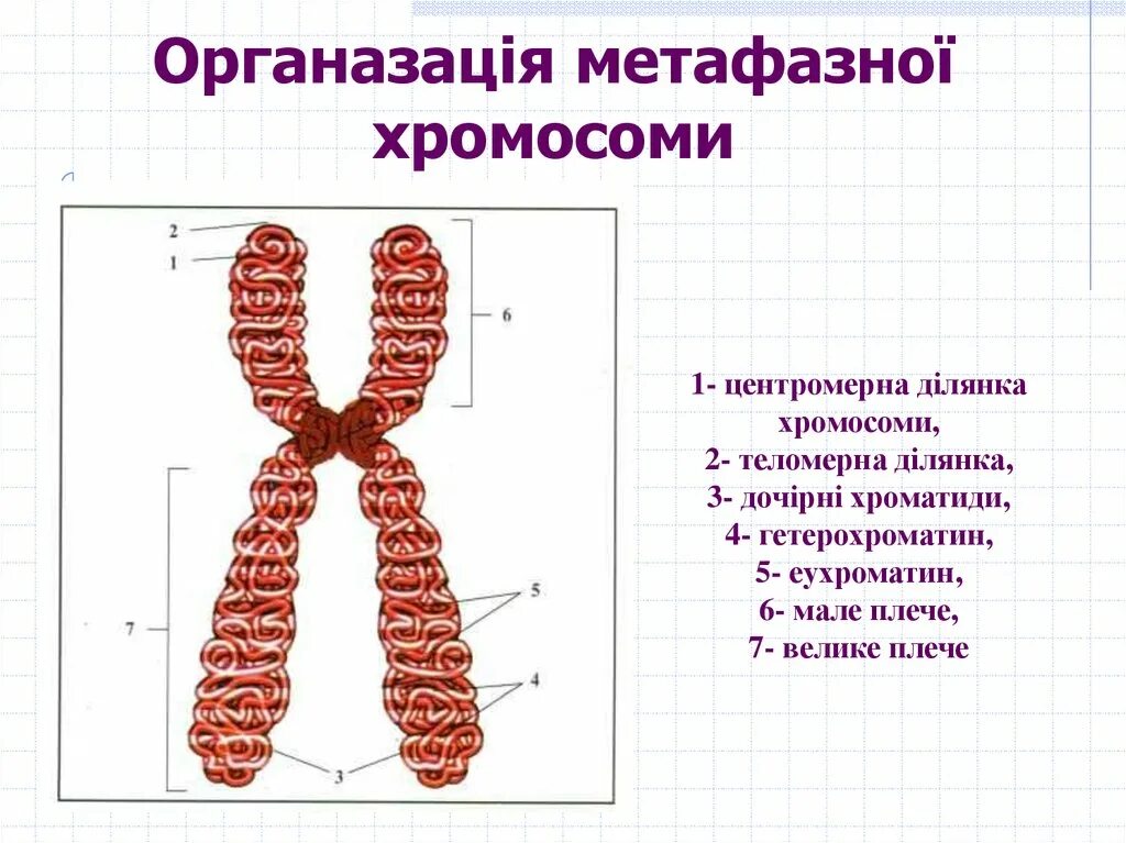 Какую форму имеет хромосома. Строение хромосомы. Однохроматидные хромосомы. Двухроматидные хромосомы. Метафазная хромосома.