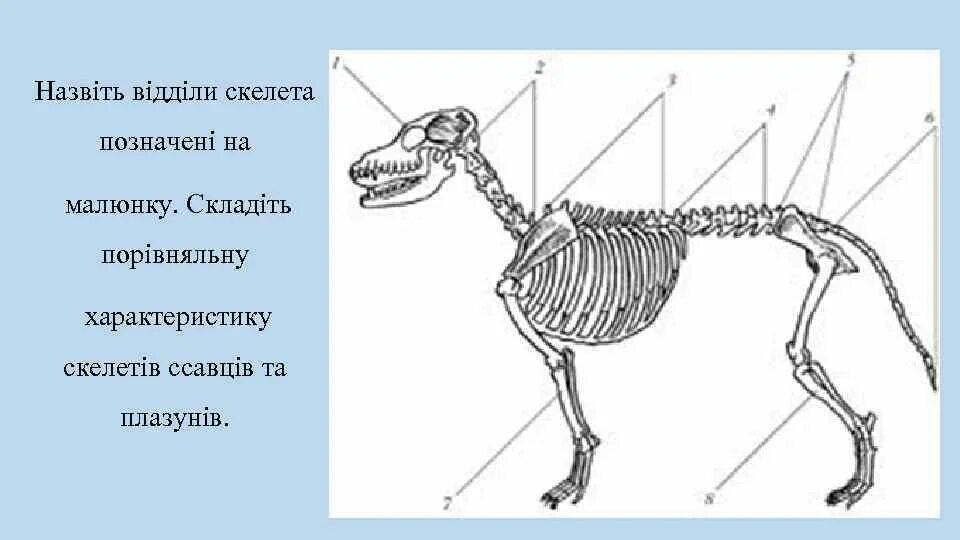 Строение скелета млекопитающих собака. Скелет млекопитающего биология. Кости скелета млекопитающих. Скелет млекопитающего 7 класс биология.