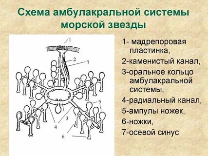 4 радиален