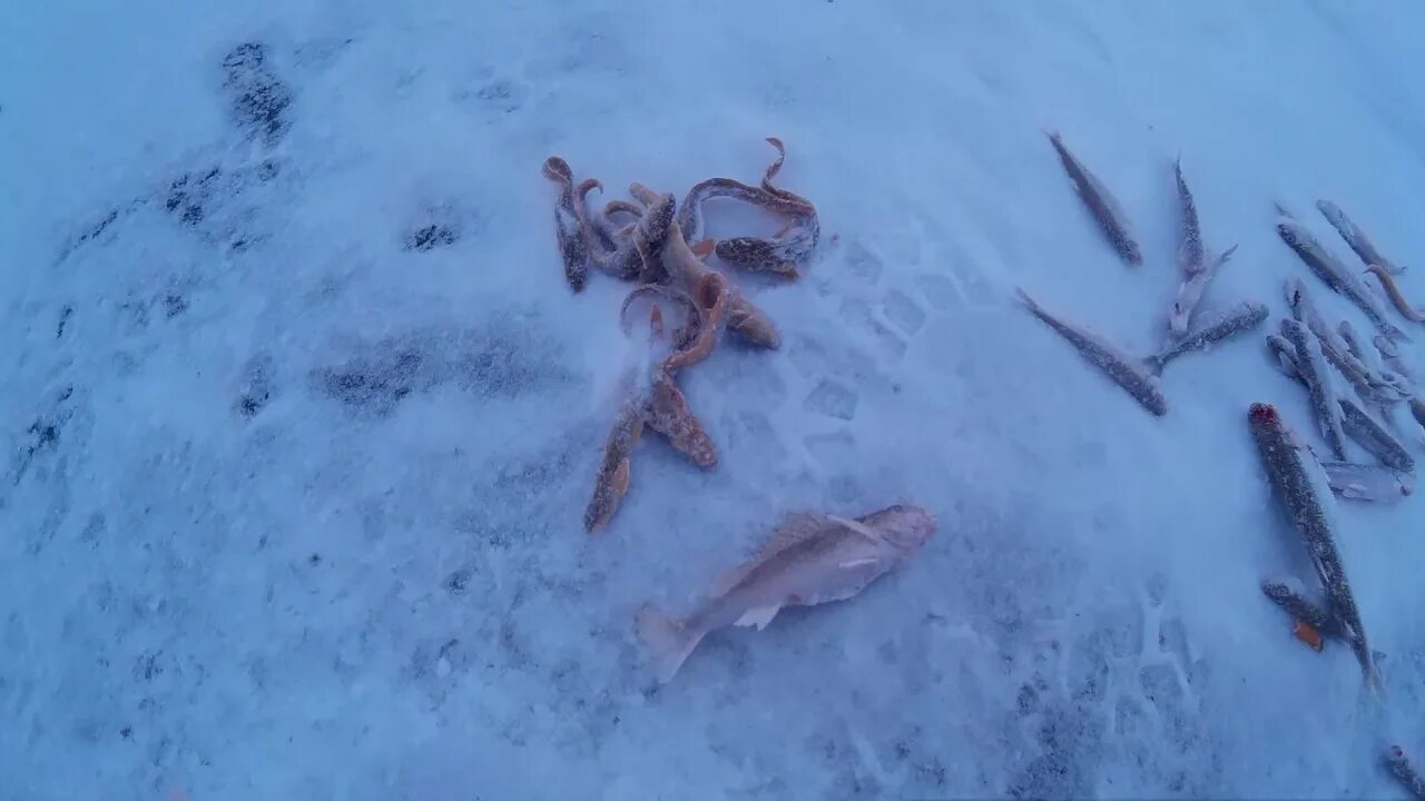 Ловля на финском заливе зимой. Зимняя рыбалка на финском заливе. корюшка финский залив. бельдюга в финском заливе. рыба финского залива корюшка.