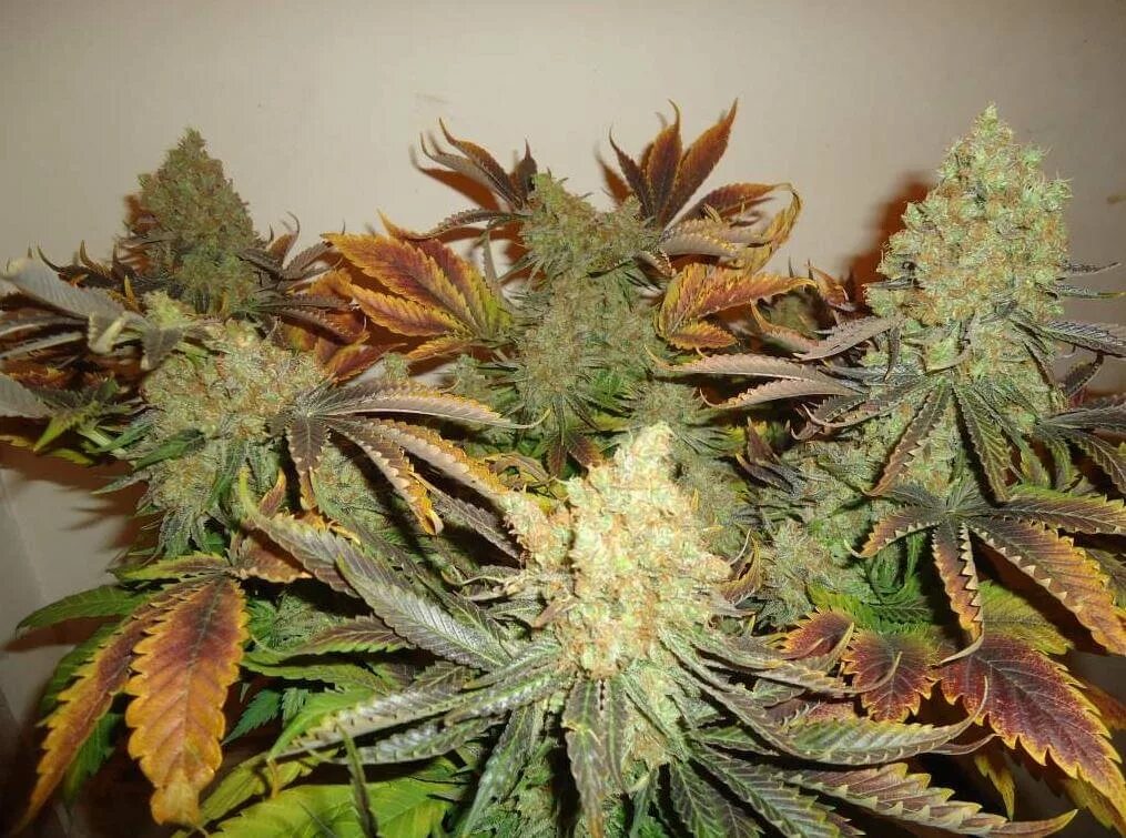 Royal Haze. Шининг Сильвер. Rainbow Haze Cannabis. Royal Haze auto (RQS).