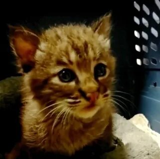 Звук плача котенка слушать