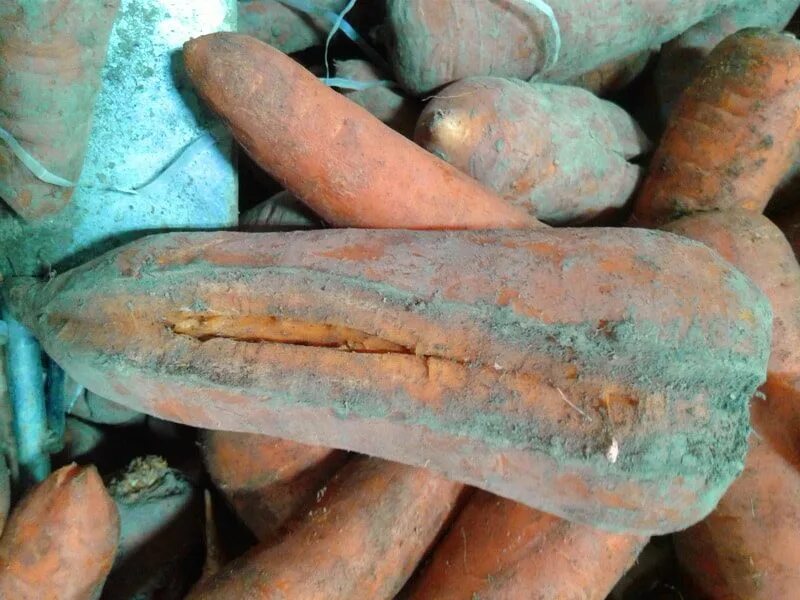 Почему трескается морковь на грядке. Растрескивание корнеплод моркови. перемёрзшая морковь. трещины на моркови. морковь трескается.
