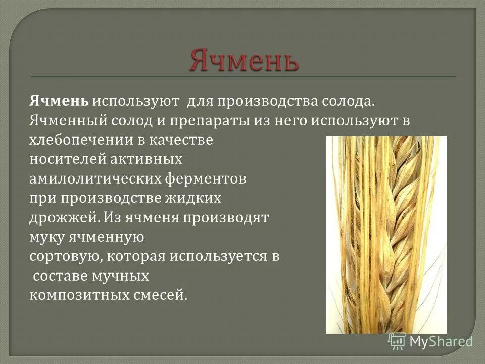 условия возделывания ячменя. продуктивная кустистость ячменя ярового. сообщение о ячмене. доклад про ячмень. доклад про ячмень.