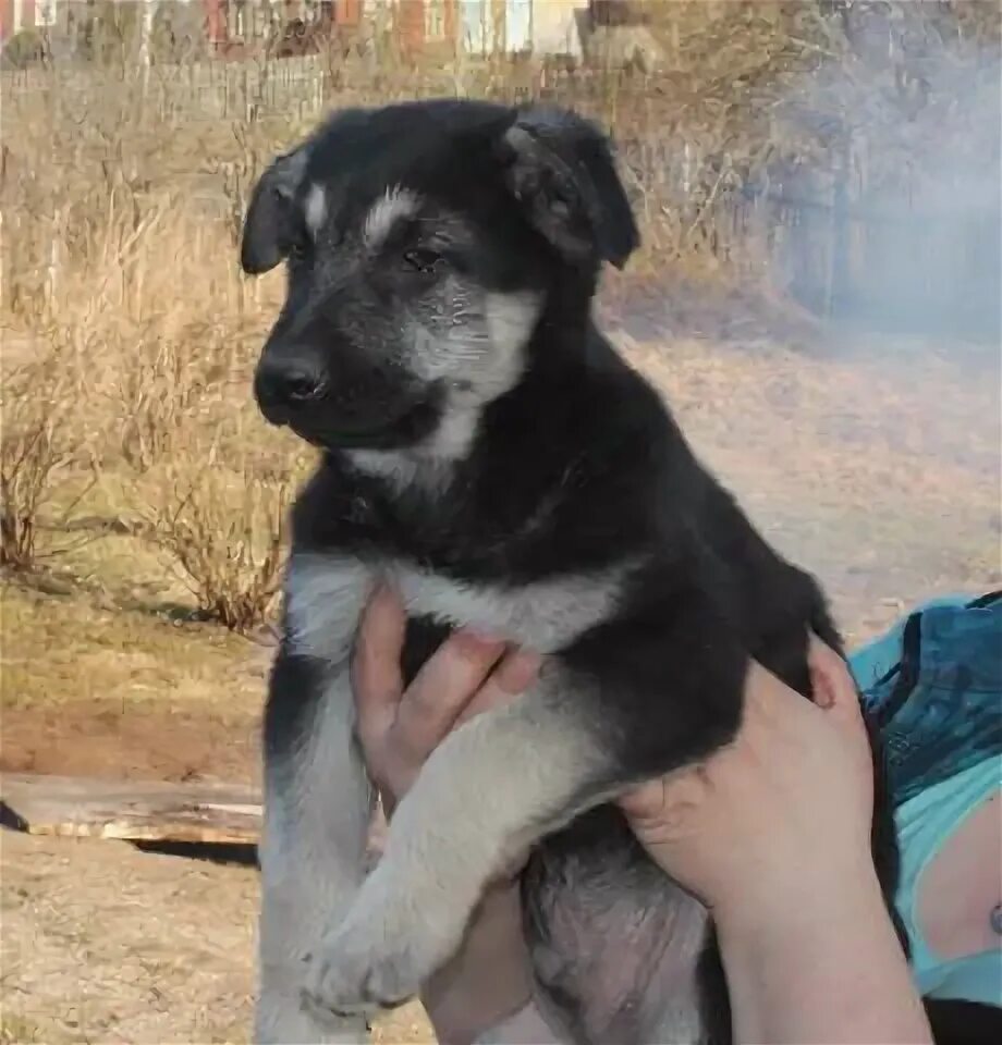 Щенки овчарки спб. Собаки тверь. Щенок тверь овчарка. Щенок тверь овчарка. Щенок тверь овчарка.