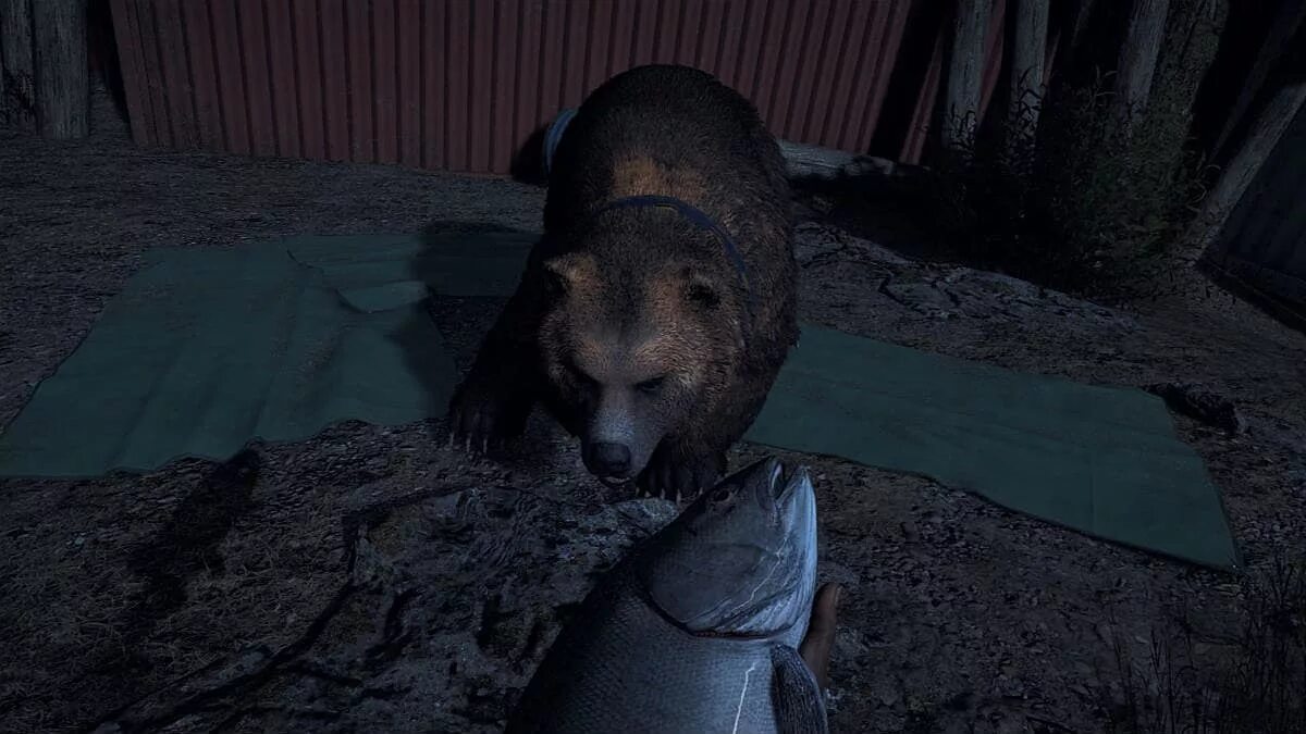 Медведь чизбургер far Cry. Far Cry 5 медведь. Медведь Гризли far Cry 5. Far Cry 5 чизбургер. Где найти медведя в игре медведь